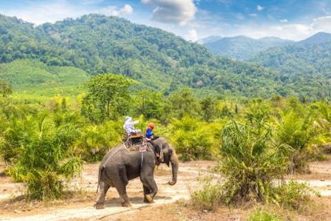 Elephant Trekking