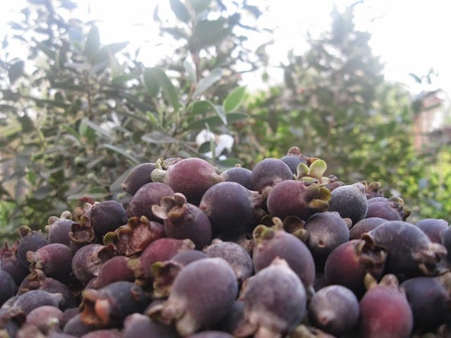 Pepper_Farms_in_Phu_Quoc_2