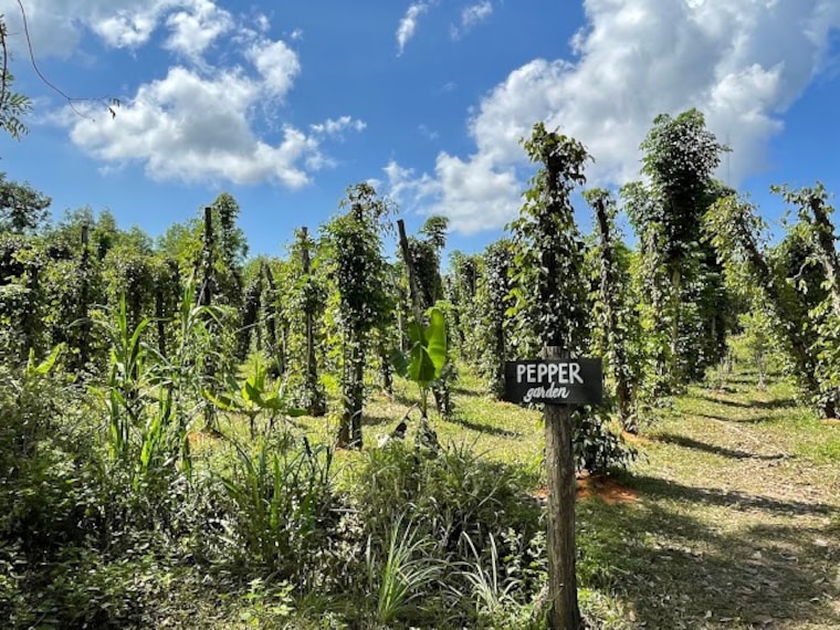 Phu_Quoc_Countryside_2