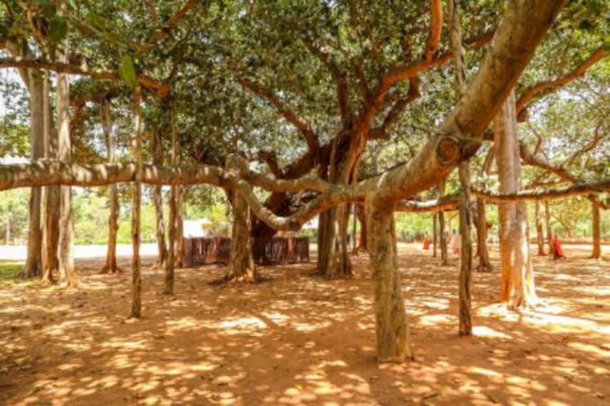 Auroville_4