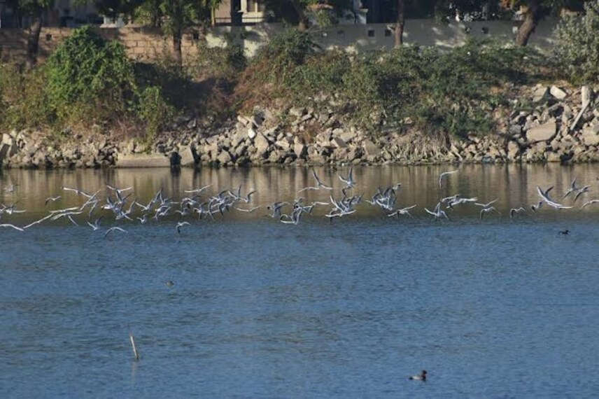 Porbandar_Bird_Sanctuary_2