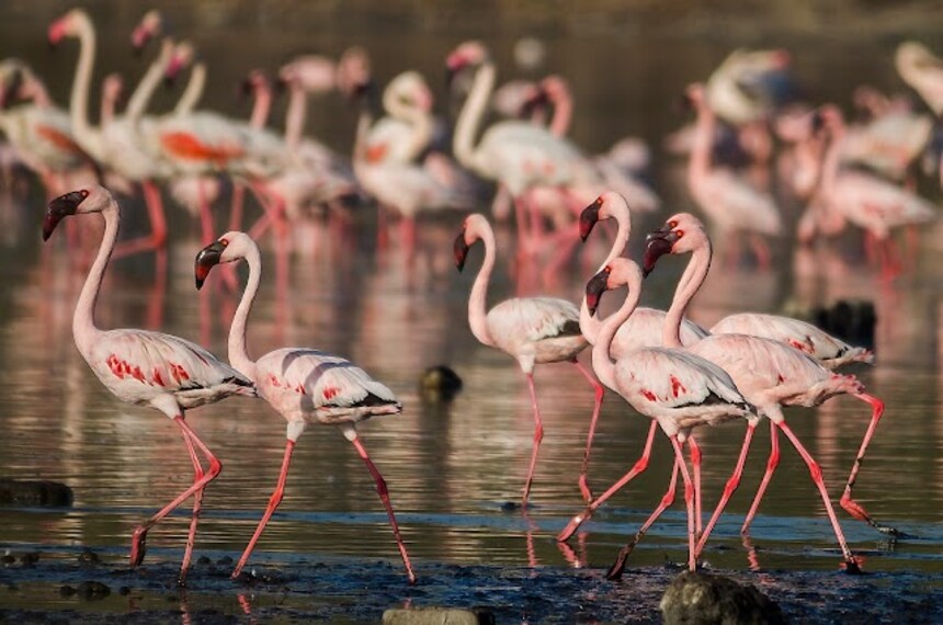 Porbandar_Bird_Sanctuary_3