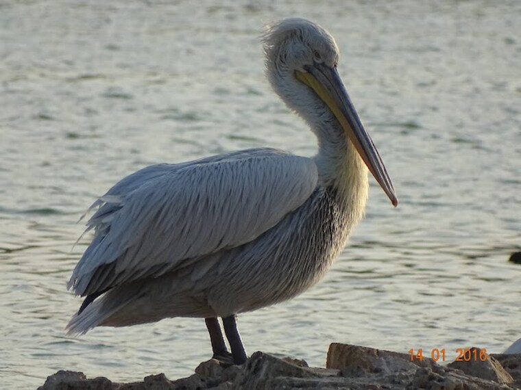 Porbandar_Bird_Sanctuary_4