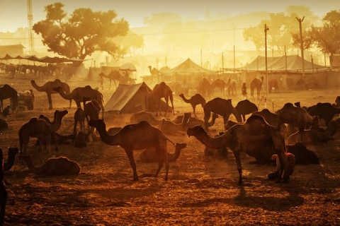 Camping during Pushkar Fair