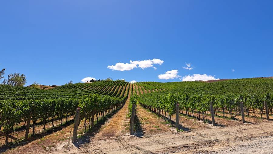 Queenstown_Akarua_Winery_&_Cellar_Door_10