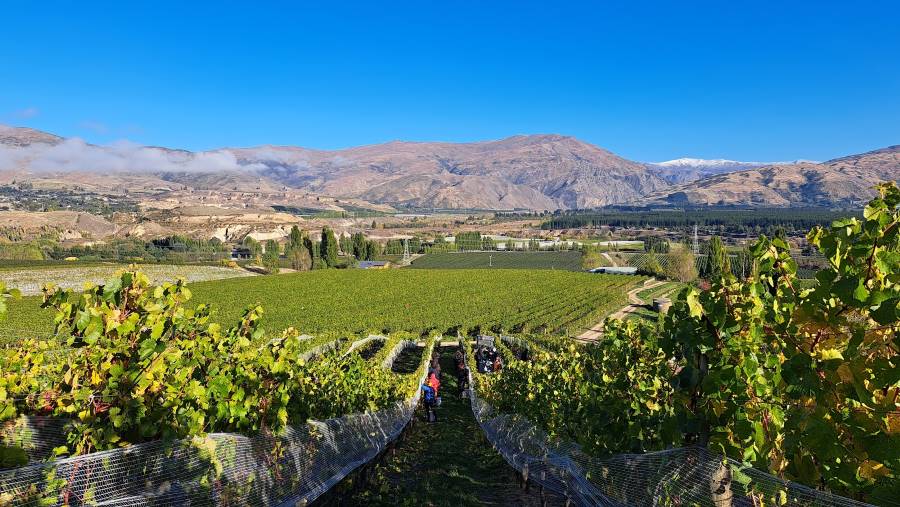 Queenstown_Akarua_Winery_&_Cellar_Door_4