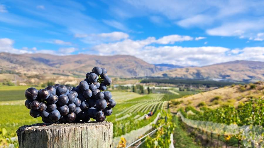 Queenstown_Akarua_Winery_&_Cellar_Door_9