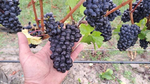 Akarua Winery & Cellar Door