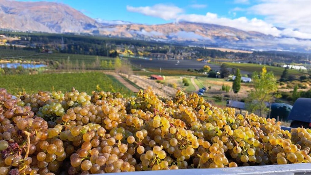 Queenstown_Akarua_Winery_&_Cellar_Door_7