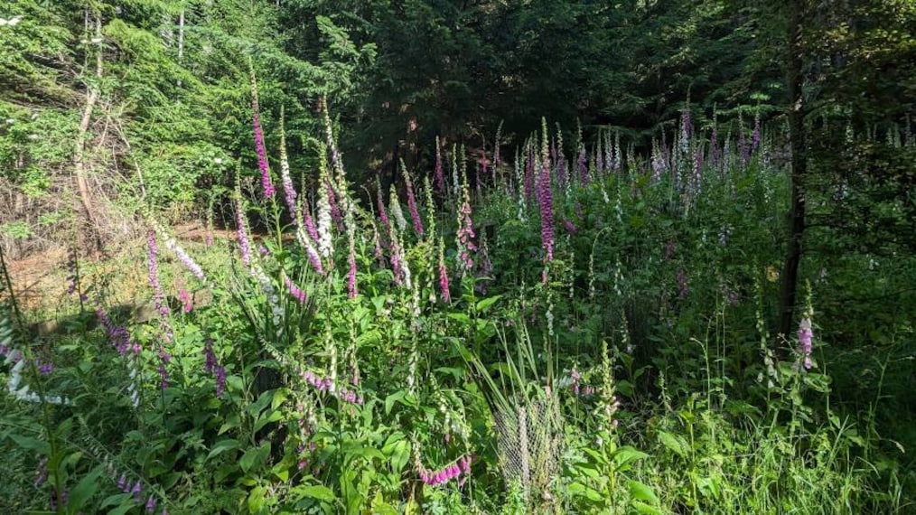 Queenstown_Ben_Lomond_Track_8