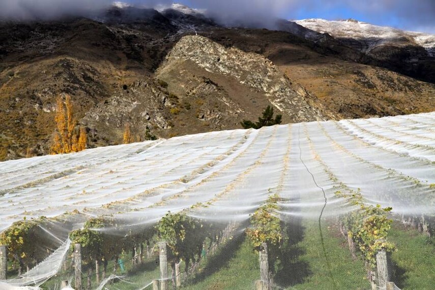 Queenstown_Brennan_Wines_10