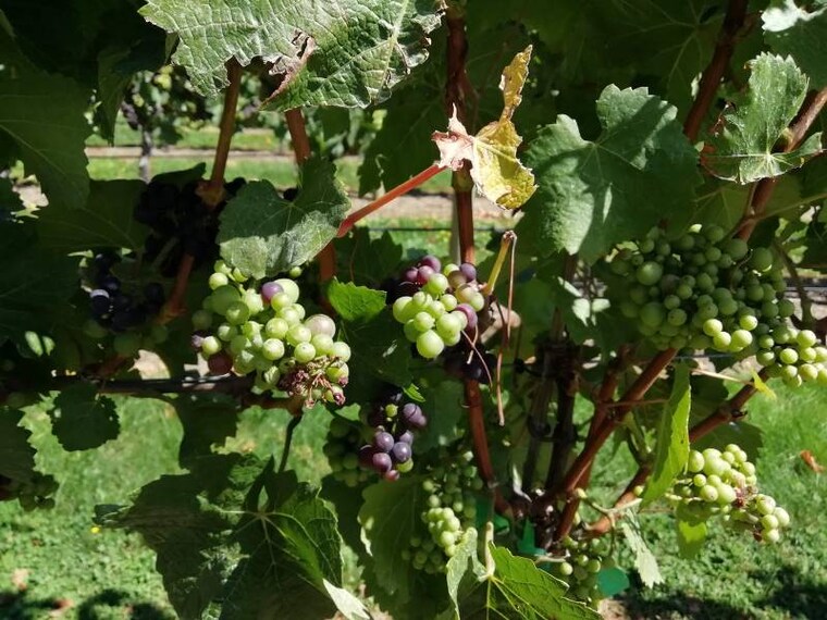 Queenstown_Brennan_Wines_3