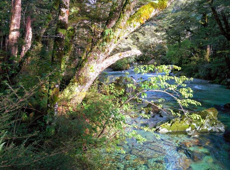 Queenstown_Routeburn_Track_6