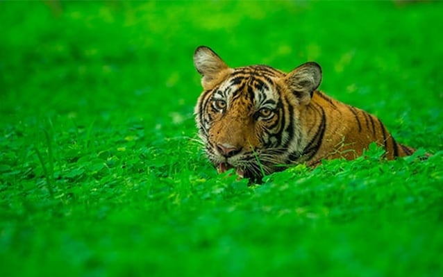 destination-ranthambhore-landscape