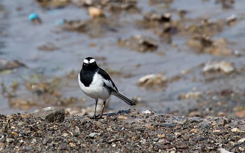 Rajaji National Park, Uttarakhand