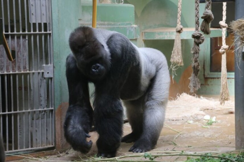 rotterdam_rotterdam_zoo
