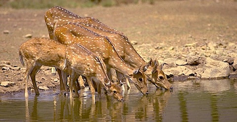 Walk Around Band Baretha