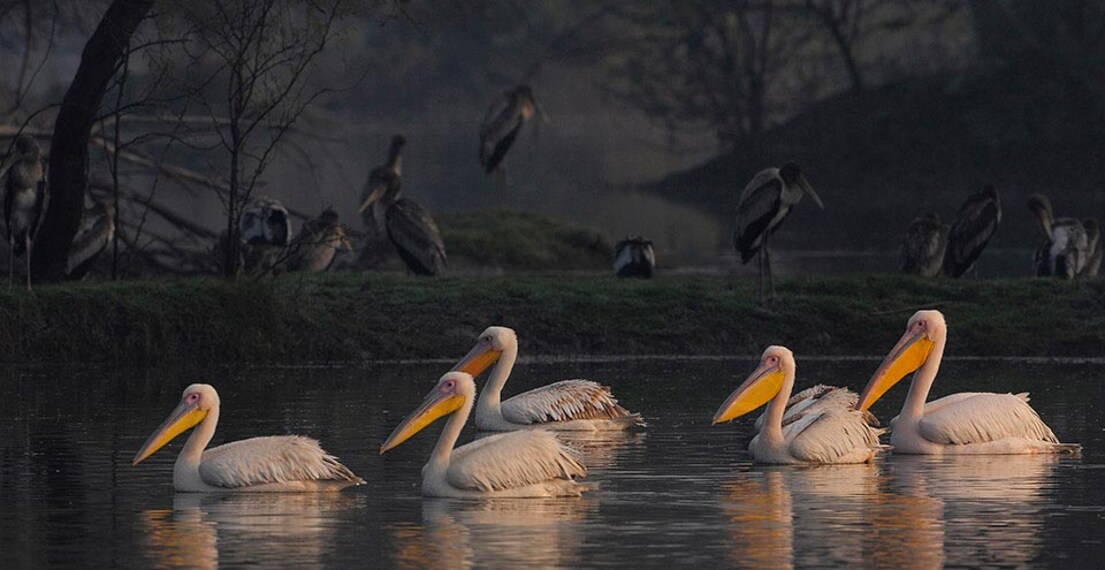 Rtourism_keoladeo-ghana-national-park_3