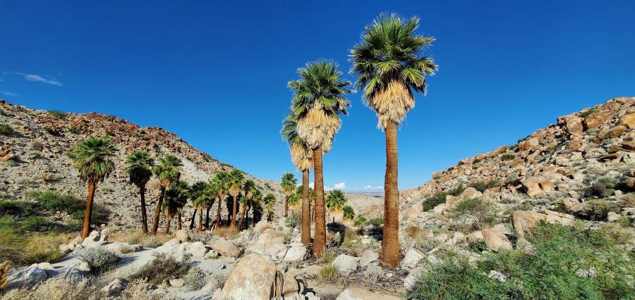 San_Diego_Anza_Borrego_Desert_Park_7