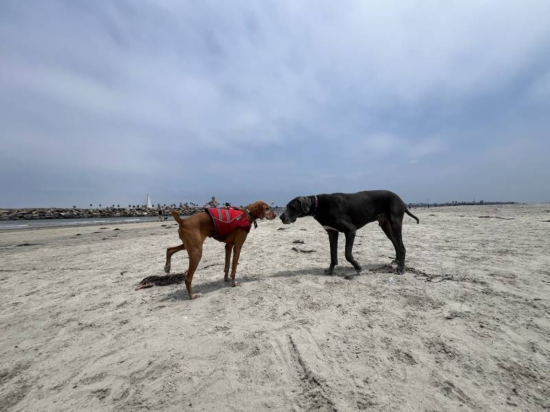San_Diego_Dog_Beach_9
