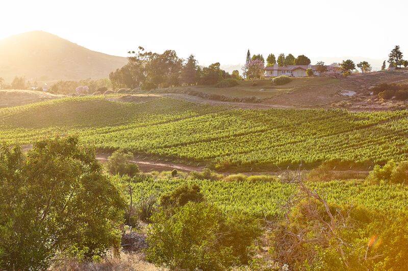 San_Diego_Domaine_Artefact_Vineyard_&_Winery_2