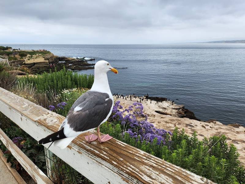 San_Diego_La_Jolla_Cove_10