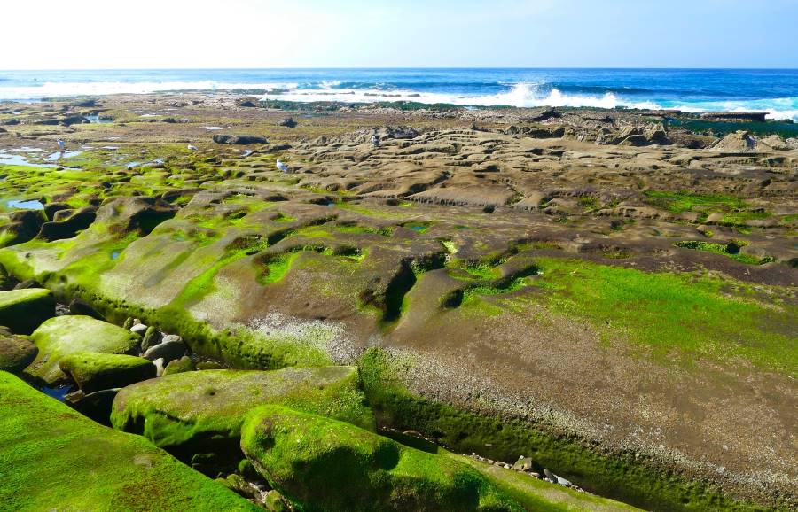 San_Diego_La_Jolla_Tide_Pools_2