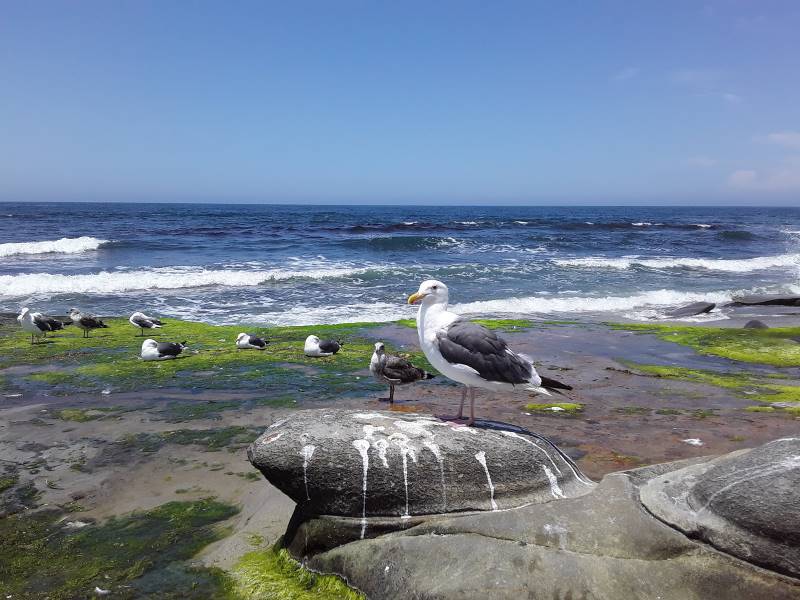 San_Diego_La_Jolla_Tide_Pools_7