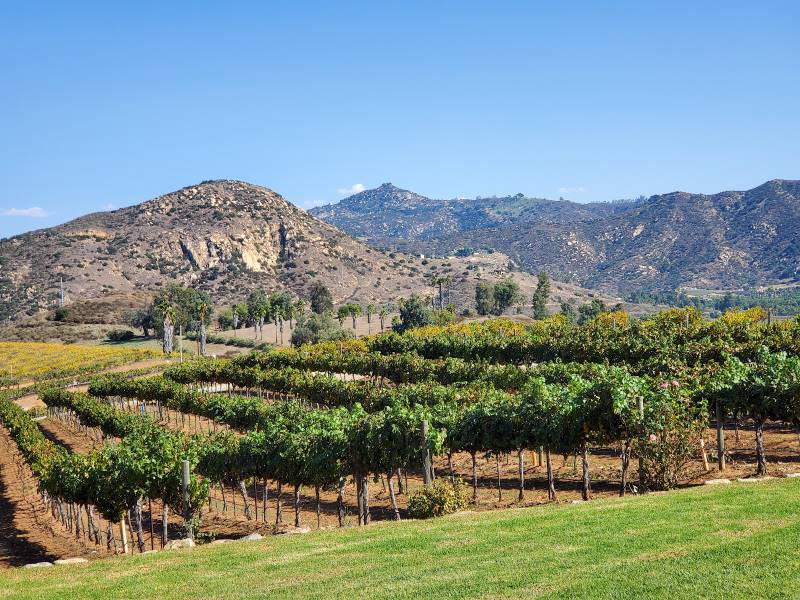 San_Diego_Orfila_Vineyards_&_Winery_2
