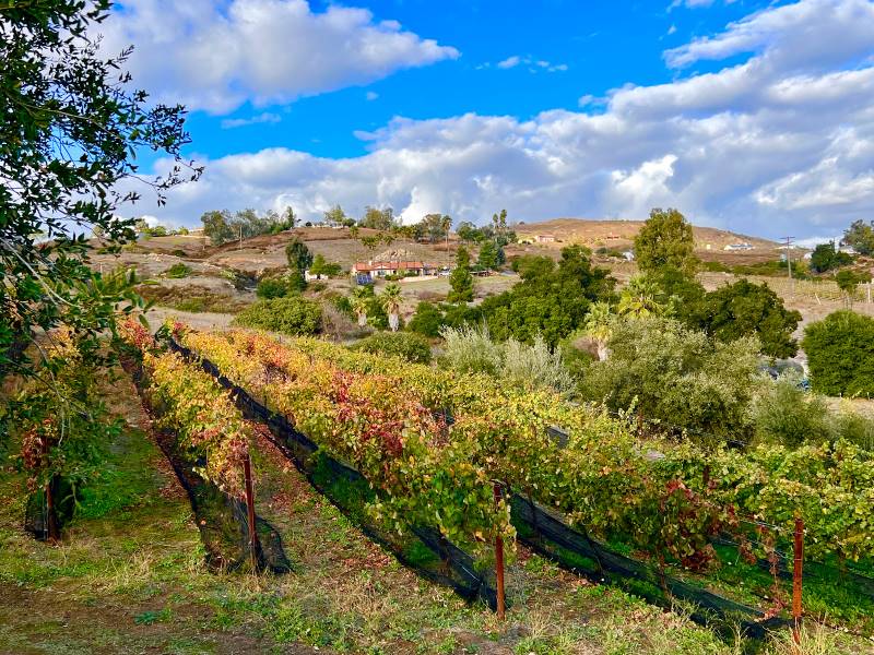 San_Diego_Ramona_Ranch_Vineyard_&_Winery_6