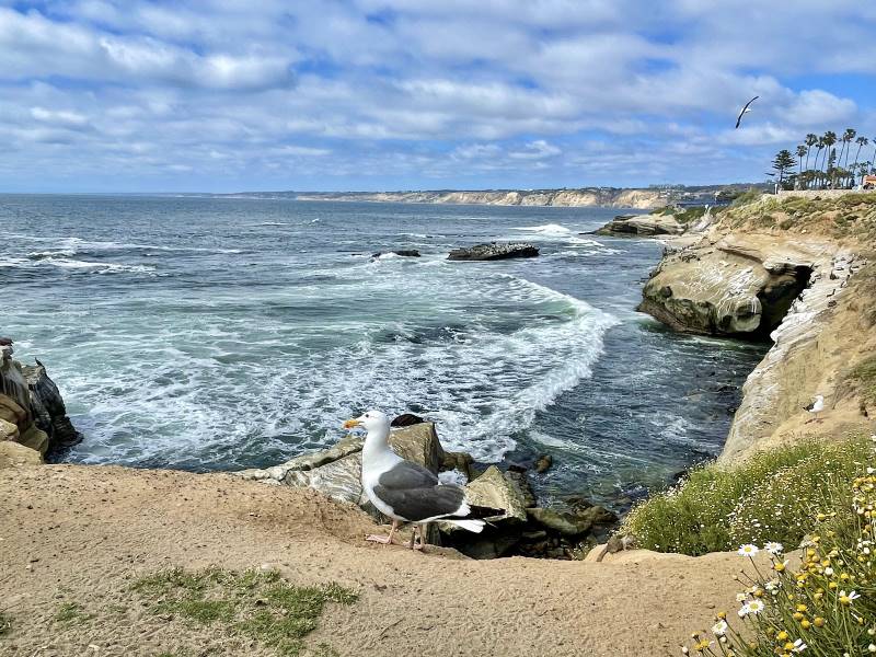 San_Diego_Shell_Beach_1
