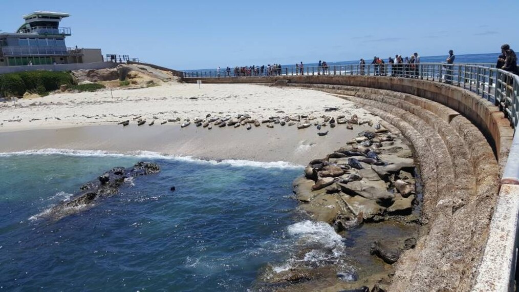 San_Diego_Childrens_Pool_La_Jolla_4