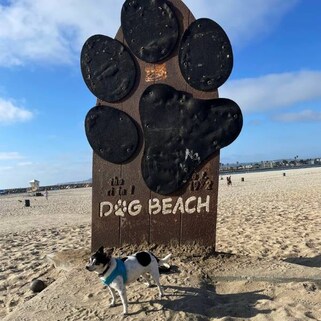 Dog Beach