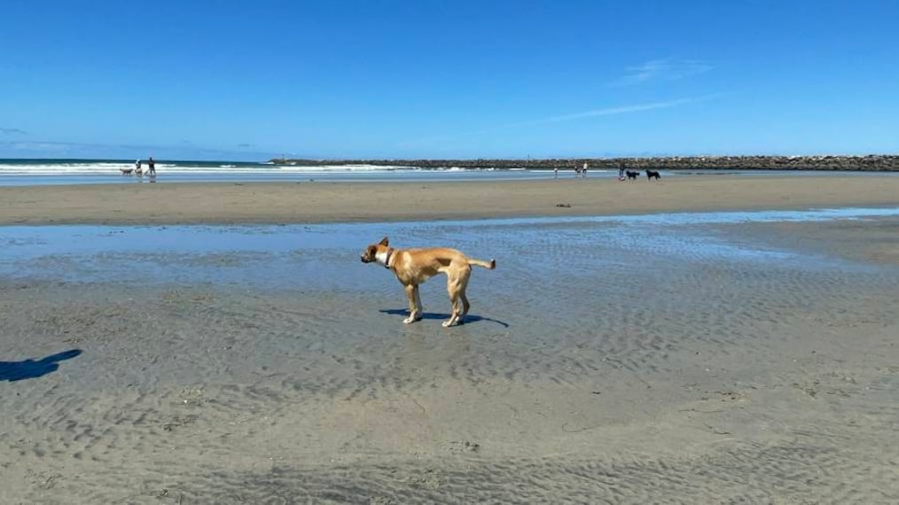 San_Diego_Dog_Beach_4