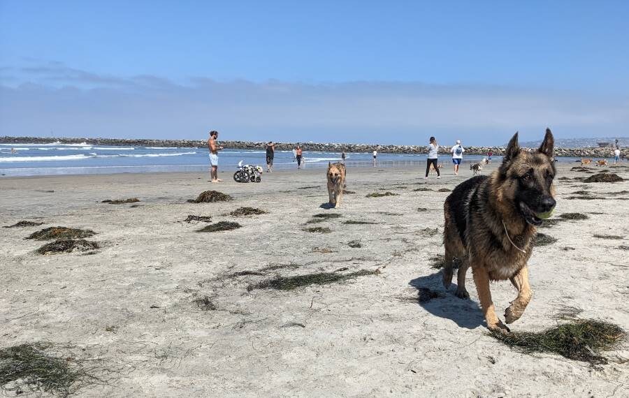 San_Diego_Dog_Beach_6