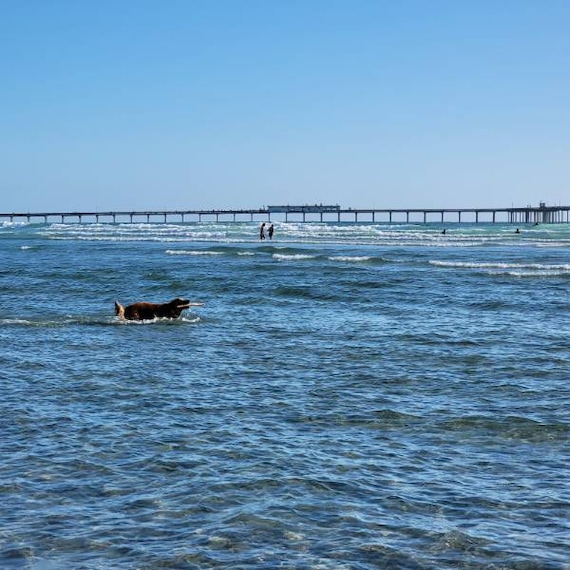 San_Diego_Dog_Beach_8