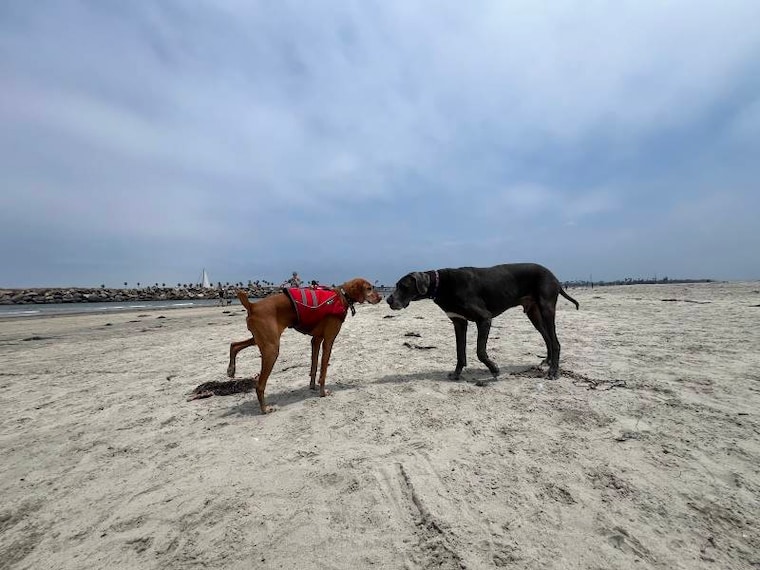 San_Diego_Dog_Beach_9