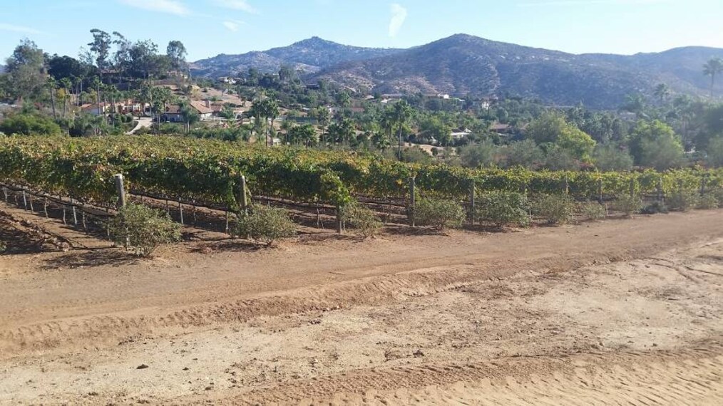 San_Diego_Hungry_Hawk_Vineyards_&_Winery_10