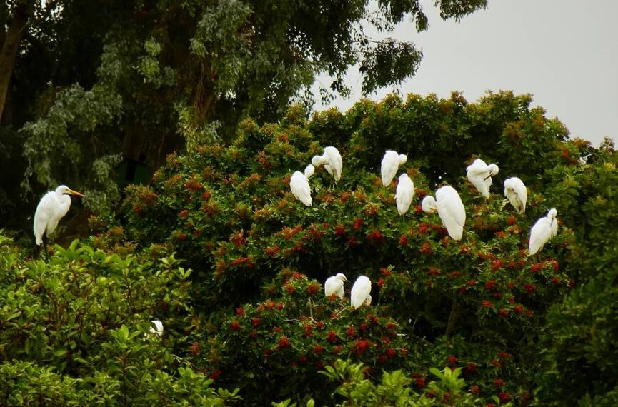 San_Diego_Oceanside_Golf_Course_3