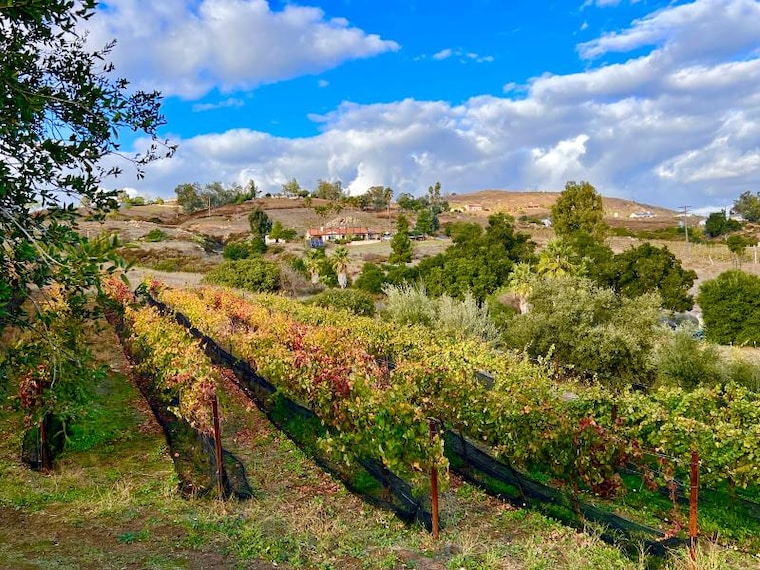 San_Diego_Ramona_Ranch_Vineyard_&_Winery_6