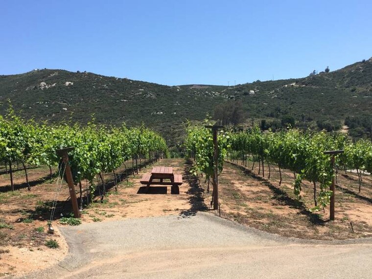 San_Diego_Vineyard_Grant_James_1