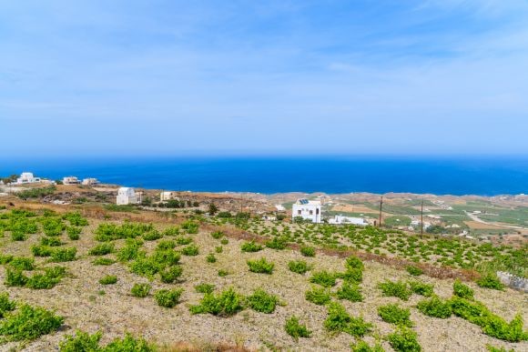 santorini_wineries_and_vineyards