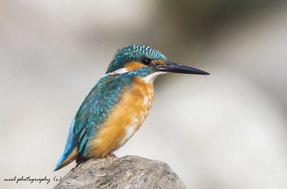 Sariska Spot Rare Bird Species Landscape Image