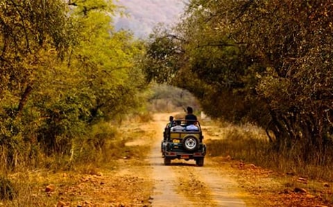 Sign up for a thrilling Monsoon Safari