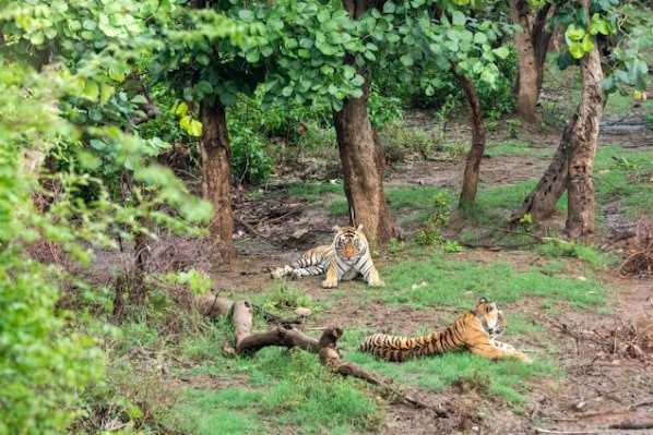 Sariska_wildlife