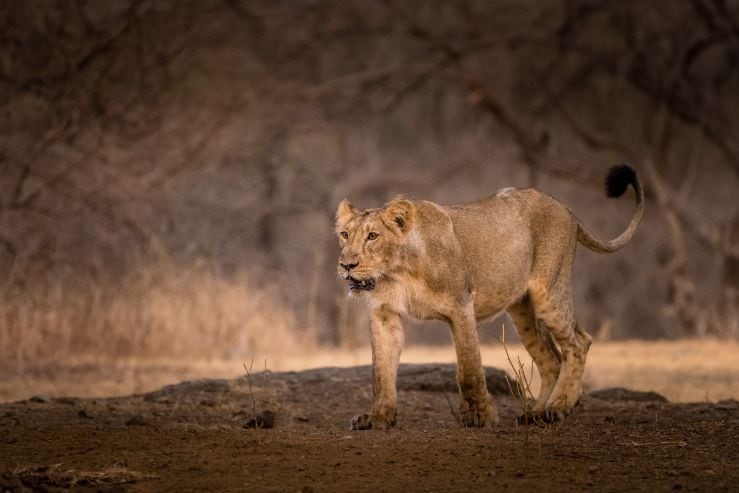 Sasan Gir Gir National Park Landscape Image