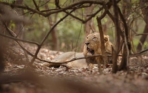 Sasan Gir