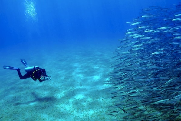Scuba_diving_Saudi_arabia_1
