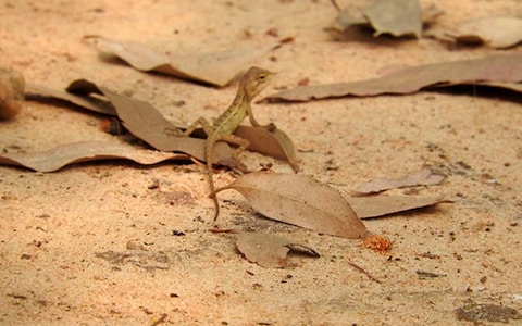 Khoai Sonajhuri Forest