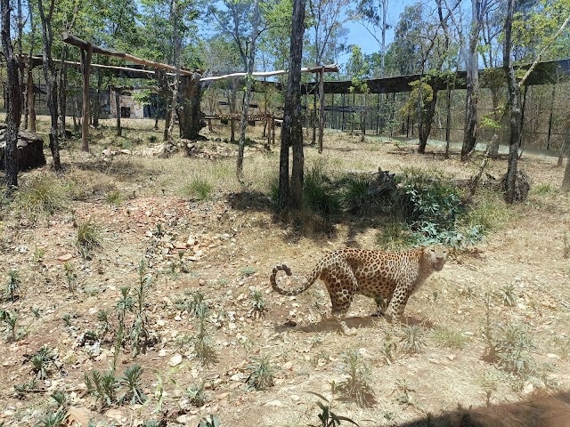 Tyavarekoppa_Tiger_and_Lion_Safari_4